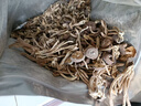 十月稻田 鹿茸菇 150g 高蛋白 脆嫩提鲜 山珍菌菇干货 炒菜煲汤火锅食材 实拍图