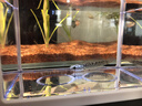 桌面鱼缸小型家用积木缸生态缸水族箱斗鱼缸带小夜灯氛围灯摆件 白色斗鱼缸+一个灯 实拍图