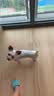 Orijen渴望狗粮 小型犬全期全价小颗粒鸡肉进口犬粮4.5kg效期27/6 实拍图