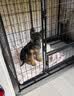 宠乐乖（CHONGLEGUAI）加粗方管狗笼子中型犬大型犬室内带厕所金毛拉布拉多柯基边牧92# 实拍图