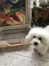 HELLOJOY狗厕所中型小型犬专用防踩屎便盆尿尿盆非不锈钢大小便神器狗砂盆 实拍图
