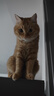 BOTH 烘焙猫粮 幼猫成猫全阶段 鸭肉梨泪痕管理 猫粮试吃200g 实拍图