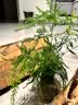 文竹盆栽绿植花卉盆景植物室内客厅水培文松云竹文竹大苗四季常青 小文竹【3棵性价比高】原土球发货 高度15-25cm 实拍图