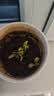 北蔬 矮生番茄种子苗蔬菜红珍珠小西红柿种籽 矮生盆栽红番茄种子50粒 实拍图