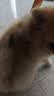 英特威犬四联狗狗疫苗优免康疫苗1针 实拍图