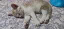 舒腾中华田园小猫咪活体田园猫宠物家养猫咪橘猫幼猫活体土猫狸花猫咪 田园级 橘白 公（幼猫两个月左右） 实拍图