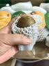 佳沛（zespri）新西兰阳光金奇异果16粒礼盒经典果单果 88-103g  猕猴桃水果礼盒 实拍图