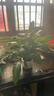 年宵花【热销款】白掌一帆风顺盆栽水培植物绿植过年装饰摆件年货 【店主推荐】特级白掌6-8株带花+早安盆+营养液 实拍图