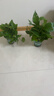 京东绿植绿萝盆栽除甲醛花卉绿植办公室新房净化空气 120款10盆源头直发 实拍图
