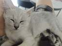 京东京造宠物免洗手套猫咪狗狗专用湿巾去味洗澡幼犬干洗清洁除臭抑菌20片 实拍图