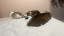 汪野君猫砂盆特大号敞口开放式加高围栏防外溅成幼猫厕所超大猫屎盆 实拍图