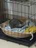 泽硕宁狗笼子大中小型犬狗窝带厕所折叠便携猫笼子超大号狗狗围栏宠物笼 黑色狗笼【加粗加固】赠厕所托盘 小型犬【8斤内】50*33*38 无毛边/无倒刺/不卡脚 实拍图