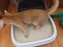 凯锐思豆腐猫砂除味猫沙豆腐砂豆腐渣低粉尘大颗粒结团吸水可冲厕所 【性价比豆腐砂8包】共36.8斤 实拍图