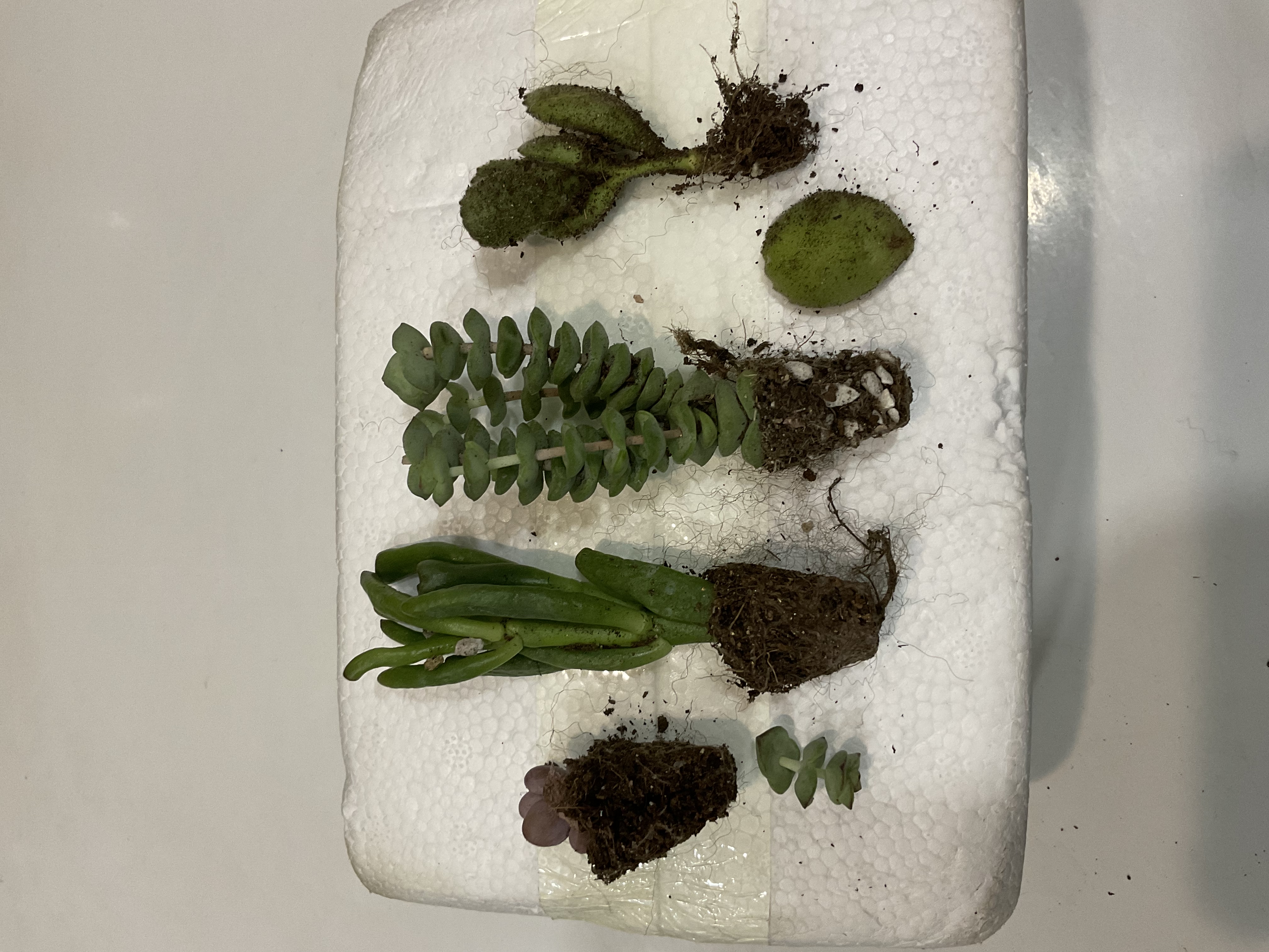 【招财进宝多肉】钱串吸财树桃蛋吹雪之松锦精选系列好养基地直发 钱串+吸财树+熊童子+桃蛋 实拍图