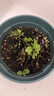 德沃多蔬菜营养土15L带肥料 园艺种菜土壤阳台盆栽蔬菜通用型 实拍图