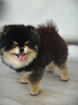 皇家狗粮 幼犬狗粮 宠物 小型犬 MIJ31 全价犬粮 2-10月 2KG 实拍图