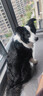 伯纳天纯经典系列中大型犬成年犬粮12月龄以上通用粮金毛哈士奇15kg囤货装 实拍图
