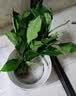 泰西丝水培植物万年青绿植花卉摆件 万年青6株40-50CM不含瓶 源头直发 实拍图