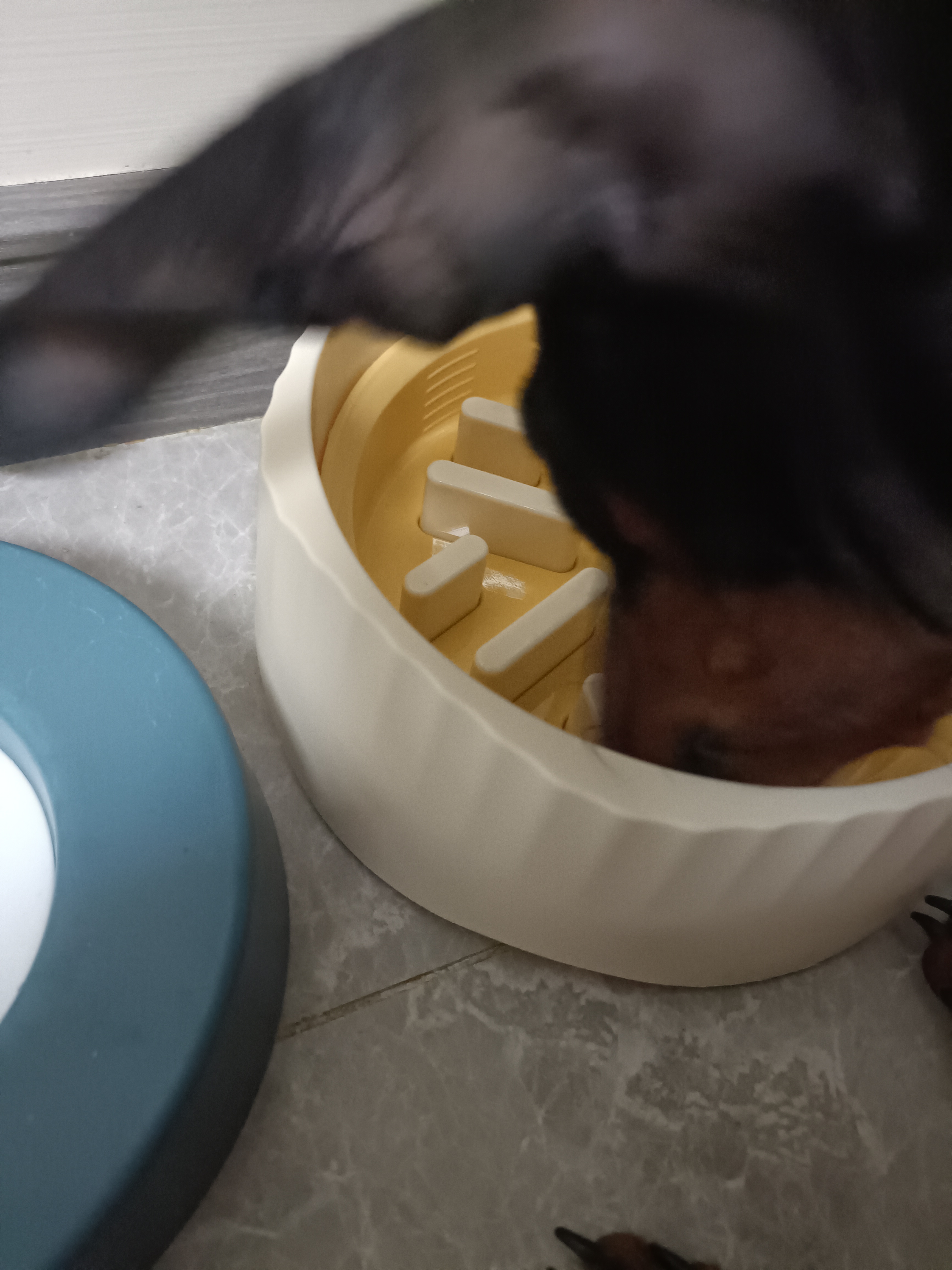 萌嘟星宠 猫碗狗碗宠物喂食器猫食盆水盆防打翻两用慢食碗 实拍图