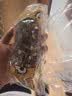 巨奇（JUQI）艾草香薰3袋驱蚊中草药香囊车载香包儿童防蚊挂件厕所卫生间熏香 实拍图
