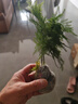 文竹盆栽绿植花卉盆景植物室内客厅水培文松云竹文竹大苗四季常青 文竹+舍得陶瓷盆+塑料圆底托 高度15-25cm 实拍图