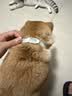 HELLOJOY猫咪驱虫项圈狗狗猫宠物狗猫圈除跳蚤猫猫幼猫小猫小狗体外去跳蚤 实拍图