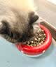 醇粹优鲜高鲜肉猫粮10斤全价冻干成猫幼猫鲜鸡鸭肉增肥长肉肠胃粮5kg 实拍图