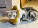 华元宠具（hoopet）猫咪伊丽莎白圈项圈宠物狗狗圈耻辱圈颈圈脖圈头套犬防舔头罩头套 实拍图
