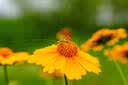 索尼（SONY）百微SEL100M28GM微距镜头FE 100mm F2.8 Macro GM OSS索尼G大师新品 【新款】100M28GM 微距 实拍图