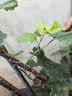 尔澜当年结果大苗阳光玫瑰葡萄树苗露天盆栽地栽葡萄苗果树苗源头直发 实拍图