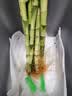 沭之美开运竹水培植物绿植花卉 开运竹高约50cm10支不含瓶 源头直发 实拍图