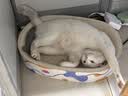 冠能猫粮 成猫猫粮鸡肉味10kg 全价猫粮 稳固免疫【宠物金选】 实拍图