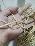 京喜加【26年新根】新鲜鱼腥草折耳根嫩根凉拌节节根现挖猪鼻孔带泥 带泥折耳根1斤 尝鲜装 实拍图