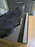 pidan猫抓板 纸盒款 瓦楞纸猫窝耐磨猫玩具 实拍图