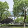 狮峰牌2026年新茶绿茶龙井茶叶明前特级200g老茶树瓷罐礼盒装送长辈 实拍图