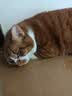 网易严选猫用薄荷饼干宠物幼猫成猫猫咪零食饼干薄荷味 95克 实拍图