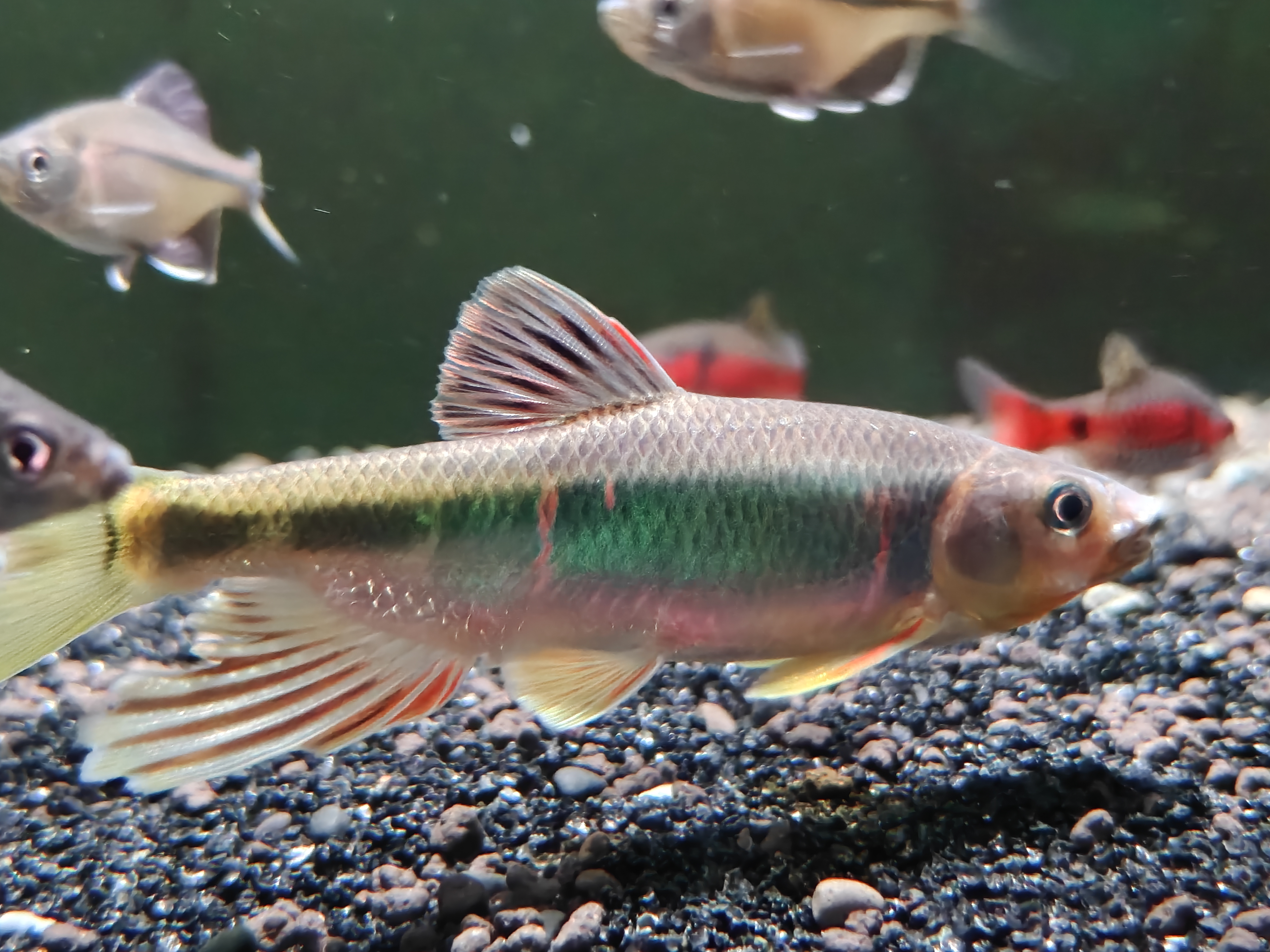 创宁水陆两用变频水泵静音过滤循环潜水泵CN9500-18W 10档流量调节 实拍图