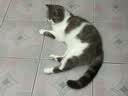 instinct进口猫粮百利无谷鸡全猫幼猫干粮11磅/5kg 实拍图