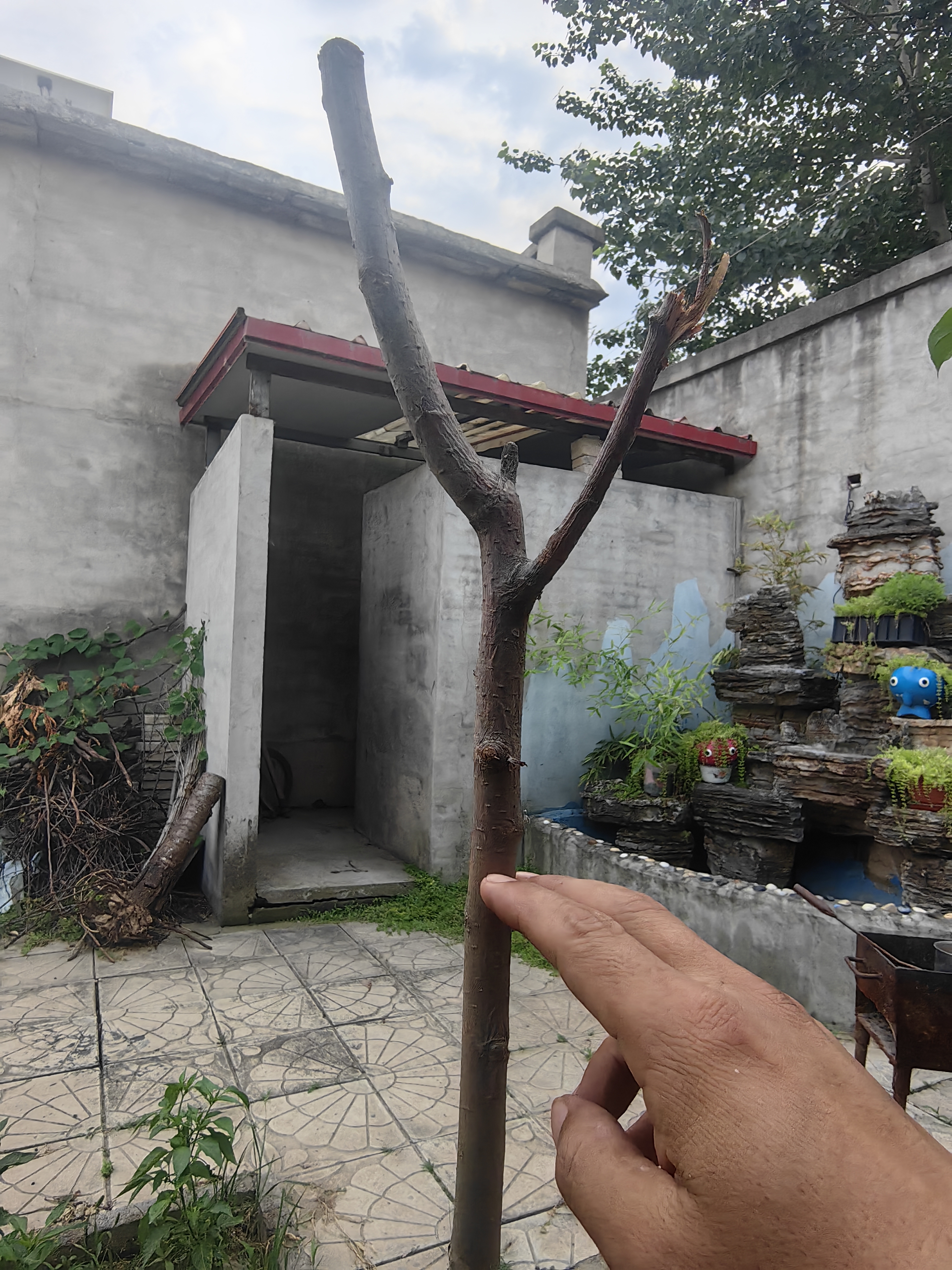 东北耐寒鸡心果苗南北方四季种植鸡心果树苗盆栽地栽矮化苹果苗 5年大苗 当年结果较多 70cm(含)-79cm(含) 实拍图