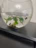 疯狂水草孔雀鱼活体水族宠物观赏鱼冷水耐活小型热带鱼淡水鱼苗 【组合装孔雀鱼8条】随机发出 实拍图