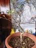 花竹恋长寿冠海棠盆栽盆景梅花树桩重瓣树苗红梅耐寒耐旱植物不含盆 6年长寿冠海棠当年开花 实拍图