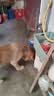 好主人金毛拉布拉多成犬专用狗粮全价中大型犬专用粮10kg/20斤 实拍图
