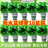 京东绿植绿萝盆栽除甲醛花卉绿植办公室新房净化空气 120款10盆源头直发 实拍图