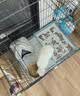 腆宠狗笼狗窝猫笼狗笼子中小型犬带厕所猫笼子大号家用室内狗围栏兔笼 实拍图