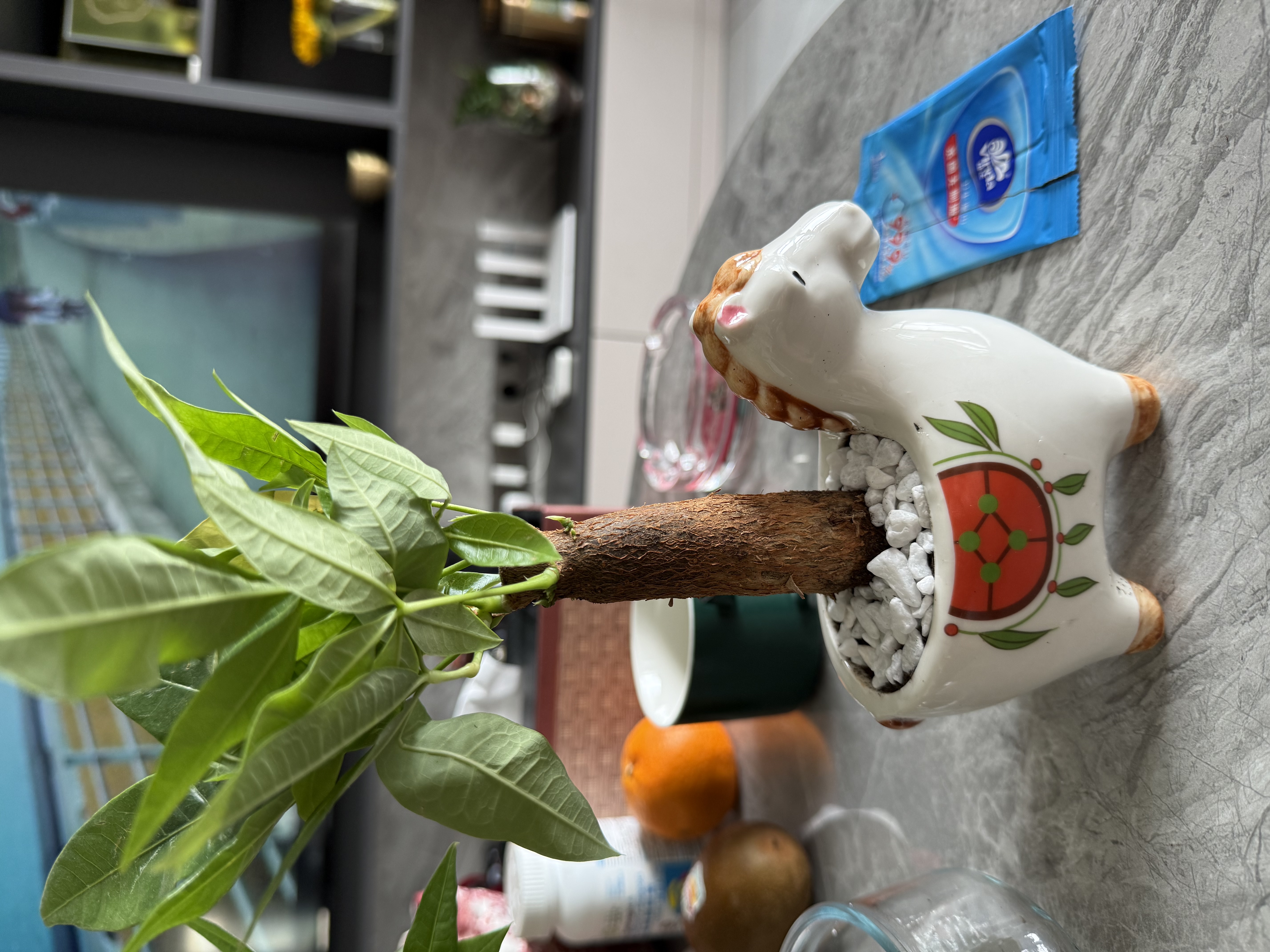 花翁小马新款发财树小盆栽办公室桌面绿植招财植物马年伴手礼源头直发 实拍图