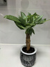 绿有意绿植盆栽桌面水培绿植办公室植物懒人好养盆景水养植物 发财树（灰色南瓜自动吸水盆） 含盆 实拍图