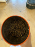 凤牌 红茶 金芽凤庆滇红特级100g罐装 茶叶 甜润蜜香 中华老字号 实拍图