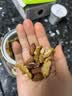 憨豆熊每日坚果500g罐装纯坚果混合坚果腰果核桃夏威夷果仁干果孕妇零食 【纯坚果款】500g*1罐(6种坚果) 实拍图