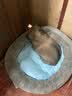 【京东快递】猫咪保暖加厚椭圆窝封闭式宠物窝小型犬狗窝猫咪窝 云雾灰 S码40*50（10斤内） 实拍图