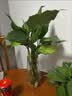 泰西丝水培植物万年青绿植花卉摆件 万年青6株40-50CM不含瓶 源头直发 实拍图
